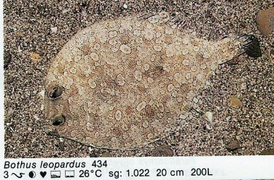 Bothus leopardus